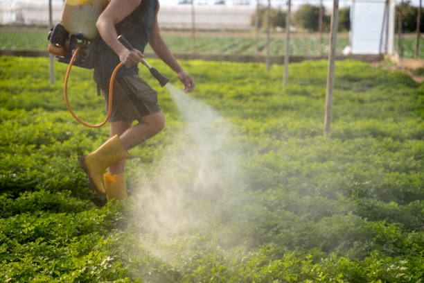 Best Wasp Removal Services  in New Castle, CO